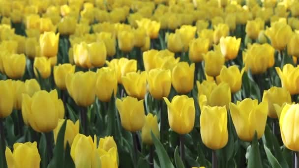 Gelbe Tulpen Feld Der Gelben Tulpen — Stockvideo