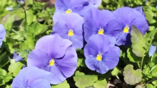 Ανοιξιάτικα Λουλούδια Μπλε Λουλούδια Πράσινο Φόντο Άνοιξη Μπλε Άνθη — Αρχείο Βίντεο