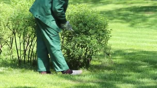 Uomo Sta Tagliando Cespugli Primavera Potatura Alberi Arbusti — Video Stock