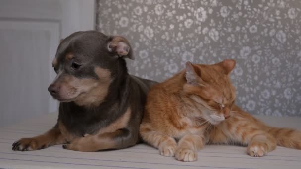 Cat Dog Sleep Together Bed Cat Dog Friendship Pets Cat — Stock Video