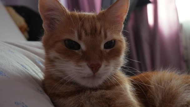 Gato Jengibre Yace Cama Gato Mira Cámara Mascotas — Vídeo de stock