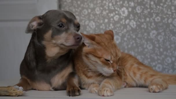 Le chat et le chien dorment ensemble sur le lit. Chien chat pour animaux. 4K