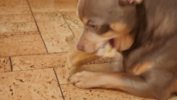 Lindo Perro Chihuahua Roe Hueso Perro Está Comiendo Hueso — Vídeos de Stock