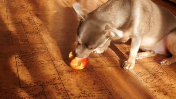 かわいいChihuahua犬のリンゴを食べる 明るい太陽が窓から輝いている — ストック動画