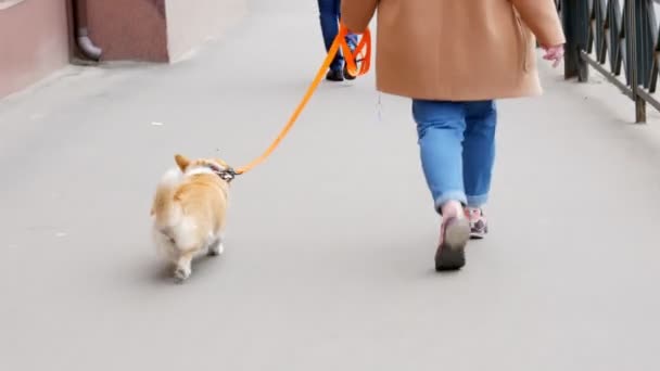 Hond Straat Hond Loopt Aan Lijn Naast Eigenaar — Stockvideo