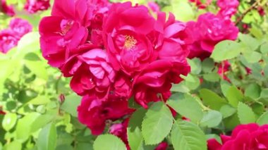 Bahçedeki güzel gül çalısı. Kırmızı bahçe gülü. Hediye olarak çiçekler. Çiçek işi