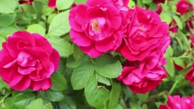 Bir buket pembe gülün yakın çekimi. Bahçedeki güller.