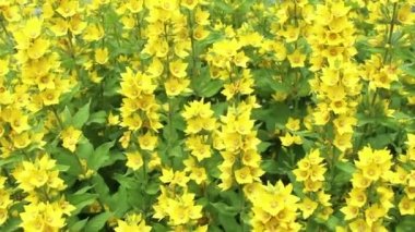 Sarı çiçek tarlası. Bahar çiçeklerinin sarı halısı. Vahşi doğada çiçekler açar. Çiçek açan. Çiçek arkaplanı