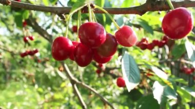Bahçede olgun kiraz ya da tatlı kiraz. Hasat. Taze, güzel kiraz.
