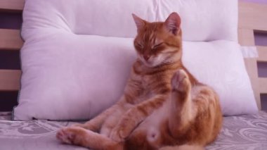 Yatakta yatan sevimli bir kızıl kedi. Kedi rahat bir şekilde uyumak için yerleşti. Evcil hayvanlar