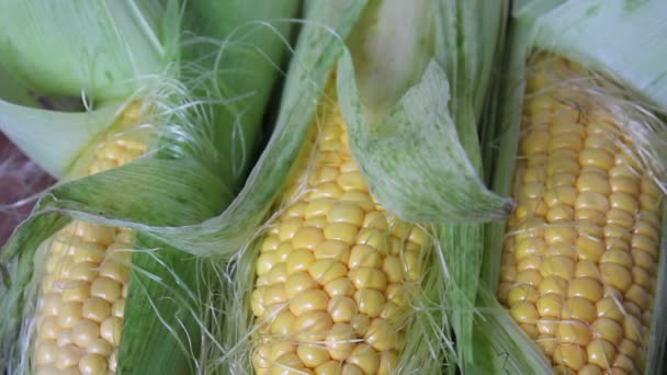 收获的玉米 农作物在农业中的收成 种植玉米 粮食生产 — 图库视频影像