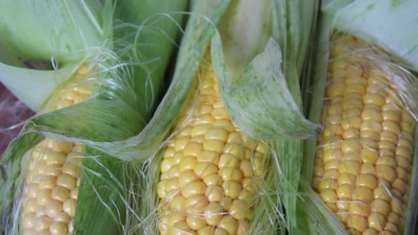 Cosecha Maíz Cosecha Maíz Agricultura Cultivando Maíz Producción Alimentos Macro — Vídeos de Stock