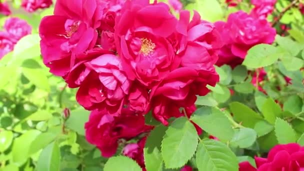 Primo Piano Mazzo Rose Rosa Rose Giardino Fiori Fiore — Video Stock