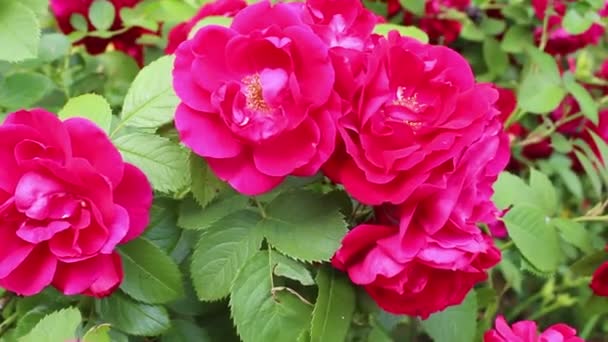 Ramo Cerca Rosas Rojas Rosas Jardín — Vídeos de Stock