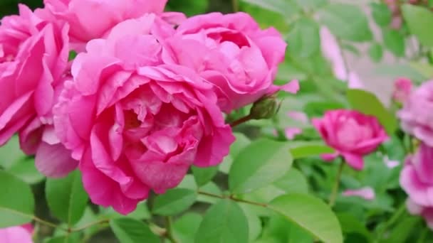 Yakın Plan Buket Güller Bahçedeki Güller Doğada Güller Çiçek Açan — Stok video