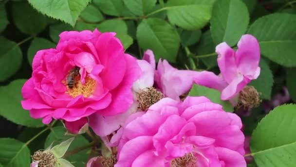 Bukiet Bliska Róże Ogrodzie Róże Naturze Kwitnące Kwiaty — Wideo stockowe