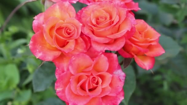 Turuncu Güller Bahçede Güller Açıyor Doğal Doğa Çiçek Açan Tatil — Stok video