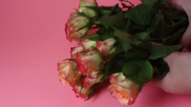 Close Belas Rosas Rosa Rosas Cor Rosa Sobre Fundo Rosa — Vídeo de Stock