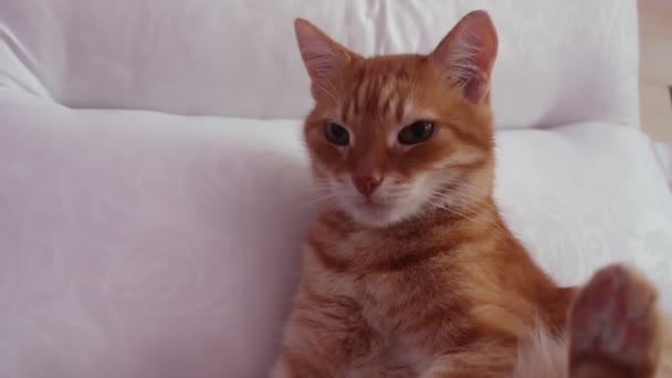 Μια Γλυκιά Κοκκινομάλλα Γάτα Ξαπλωμένη Στο Κρεβάτι Γάτα Εγκαταστάθηκε Για — Αρχείο Βίντεο