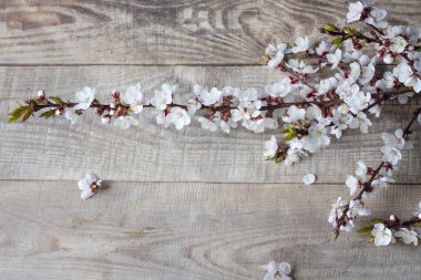 Bahar çiçeği manzarası. Bahar açan bahar çiçekleri. Kopyalama alanı