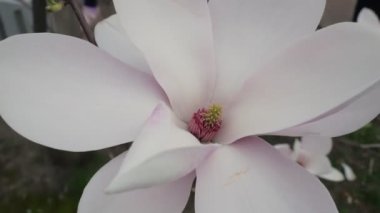 Manolya. Manolya çiçeğinin yakın çekimi. Magnolia çiçeği.