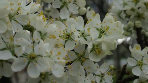 Wiśnia Kwitnie Kwiatami Wiosną Kwitnące Drzewa Biały Kwiat Sakura — Wideo stockowe