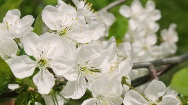 Vackra Persika Blommor Den Blå Himlen Närbild Sakura Gren Med — Stockvideo