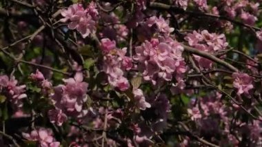 Çiçek açan sakura dalına yakın plan. Mavi gökyüzünün altında güzel elma ağaçları 4K 