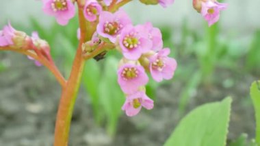Bahçede bahar çiçeği. Çiçek açan. Bahçede bahar çiçekleri açar. Bahçede bahar çiçekleri açar. Yaz güneşli bir gün. 4K