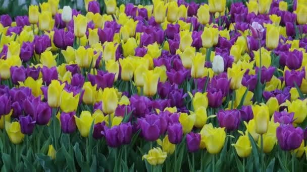 Tulipány Kytice Tulipánů První Jarní Květiny Kvetoucí Tulipány Čerstvé Tulipány — Stock video