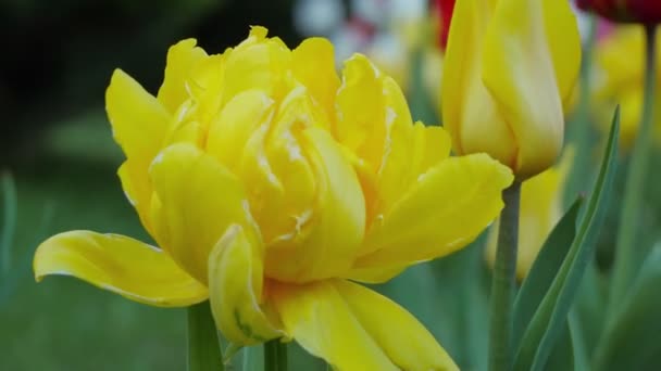 Tulipas Buquê Tulipas Primeiras Flores Primavera Tulipas Amarelas Tulipas Amarelas — Vídeo de Stock