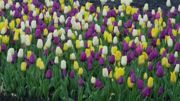 Tulpen Boeket Tulpen Eerste Lentebloemen Veelkleurige Bloeiende Tulpen Gebied Van — Stockvideo