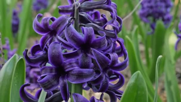 Pushkinia Een Bolvormige Plant Pushkinia Een Bolvormige Plant Voorjaarsbloemen Bloeien — Stockvideo