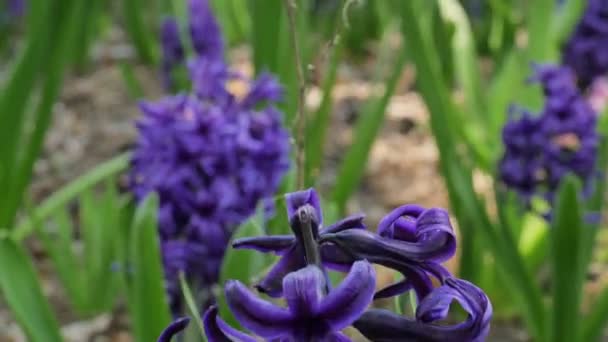 Pushkinia Uma Planta Bulbosa Flores Primavera Florescem Jardim Campo Flores — Vídeo de Stock