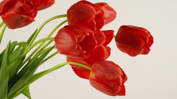 Laleler Bir Buket Lale Çiçek Açan Laleler Gökyüzüne Karşı Laleler — Stok video