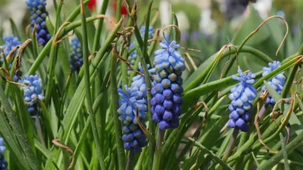 Voorjaarsbloemen Bloeien Tuin Bloemenveld Meerkleurige Bloemen Voorjaarsbloemen Bloeien Tuin — Stockvideo