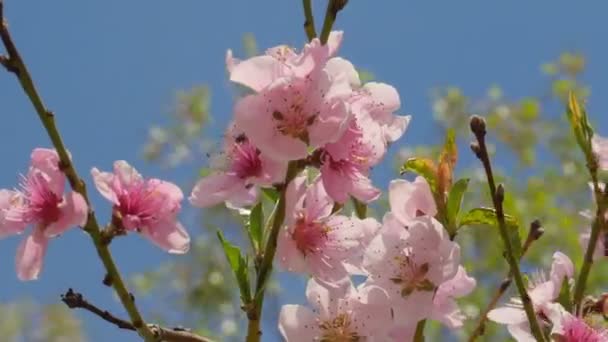 Vackra Persika Blommor Den Blå Himlen Vårblomma Trädgården — Stockvideo