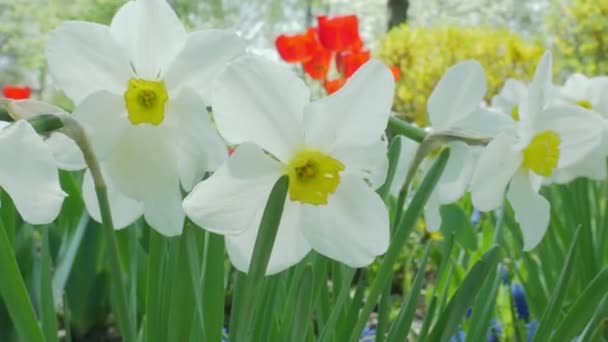 Daffodillen Voorjaarsbloemen Narcissen Bloeien Tuin Zomer Zonnige Dag — Stockvideo