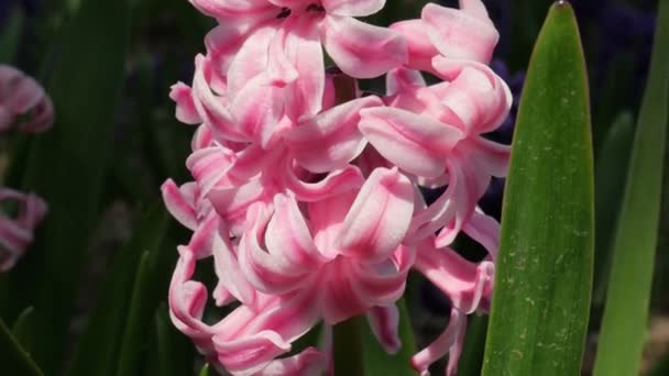 Pushkinia Een Bolvormige Plant Gekleurde Bloemen Voorjaarsbloemen Bloeien Tuin Roze — Stockvideo