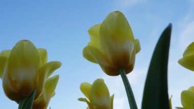 Laleler. Bir buket lale. Sarı çiçekli laleler. Gökyüzüne karşı laleler. 4K