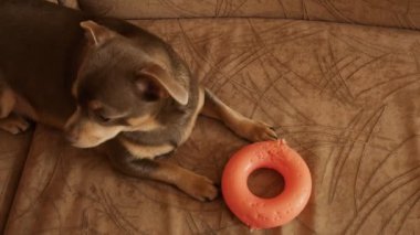 Köpek bir oyuncakla oynanır. Chihuahua, mor, nadir bulunan bir renk. Yukarıdan bak. 4K