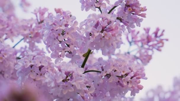 Lilac Bloemen Boeket Achtergrond Schoonheid Geurige Kleine Bloemen Openen Van — Stockvideo