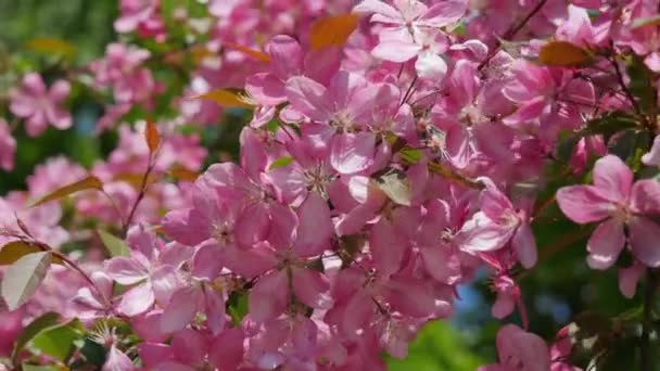 Close Sakura Flowers Apple Tree Blossoms Sakura Blue Sky — Stock Video