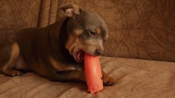 Собаку Грають Іграшкою Чіхуахуа Фіолетовий Рідкісний Колір — стокове відео
