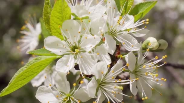 Close Sakura Flowers Sakura Blue Sky — Stock Video