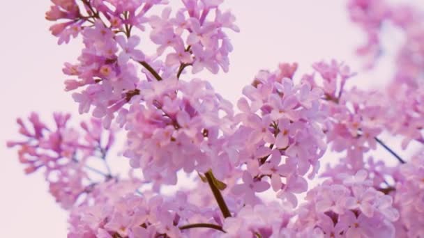 Flieder Flieder Blumen Strauß Hintergrund Schönheit Duftende Winzige Blüten Öffnen — Stockvideo