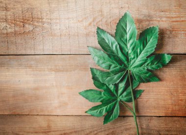 Eski ahşap doku arka plan yüzeyi. Ahşap dokuların yüzeyinin üst görüntüsü. Eski ahşap doku arka planı. Doğal ahşap dokusu. Grunge ahşap dokusu. Vensa, yaz mevsimi. Yeşil yaprak.