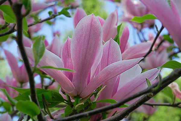 盛开的木兰花树 美丽的木兰花映衬着蓝天 复制空间 — 图库照片