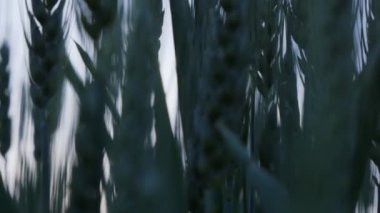 Günbatımının arka planında buğday. Mavi gökyüzü. Buğday tarlasına yakın çekim. Akşam manzarası. 4K