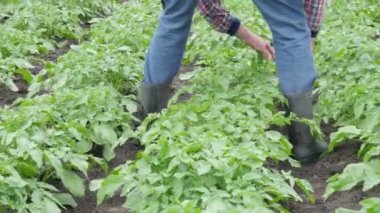  Çiftçi patates fideleri tarlada. Kareli gömlekli ve lastik çizmeli bir adam. Organik tarım kavramı. 4K